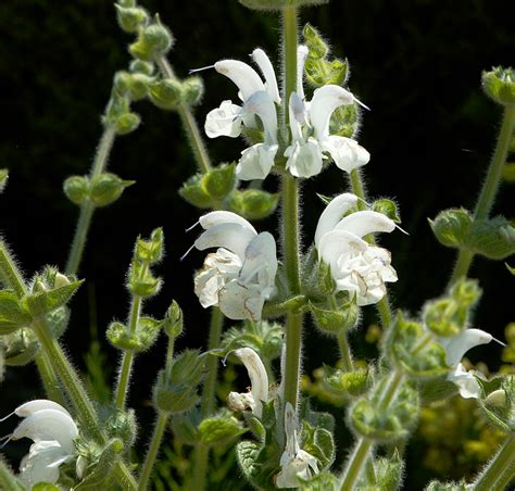 Sialevima  Sage is an attractive culinary herb